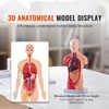 VEVOR Human Body Model, 15 Parts 11 inch, Human Torso Anatomy Model Anatomical Skeleton Model with Removable Organs, Educational Teaching Tool, Pink - 3 of 4