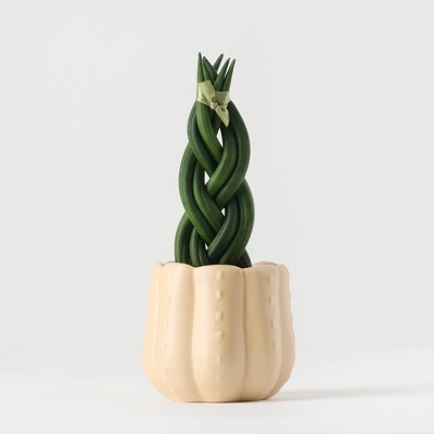 Pumped for Fall White Live Houseplant - Good Little Garden™
