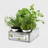 4 Organic Herb Garden Grow Kit - Buzzy Seeds - image 2 of 3
