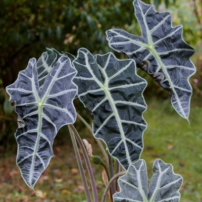 3pc Alocasia Poly - National Plant Network