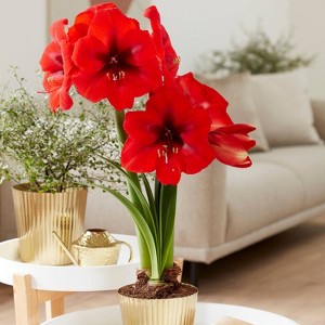 Amaryllis Kit Red Lion with Iron Brass Fluted Planter - Van Zyverden - 1 of 4