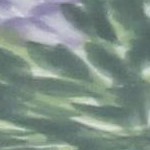 lavender fields