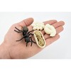 Collectible Wildlife Gifts | Ant, Life Cycle of a Black Ant, 4 Stages, Museum Quality, Hand Painted, Rubber Insect, Model, Gift,   3"  CH477 BB150 - 3 of 4