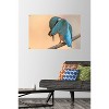 Trends International The Comedy Wildlife Photography Awards: Antonio Medina - Ashamed Unframed Wall Poster Prints - 2 of 4