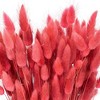 Vickerman 24" Dried Bunny Tail Lagurus Bunch, 3 oz - 2 of 3