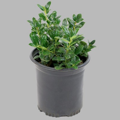 1pc Holly Dwarf Burford - National Plant Network