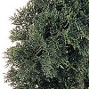 Spiral Silk Tree - 5ft Indoor Outdoor Accent - Lush Green Foliage - Decorative Accent Tree - Home Decor - 2 of 3
