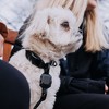HOOZA Dog Collar - Dog Outdoor Accessory, Pet Safety - Reflective, Magnetic Quick Clip - 3 of 4