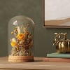 Small Preserved Cloche - Threshold™ - 2 of 3