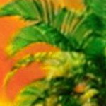 sea flamingo orange