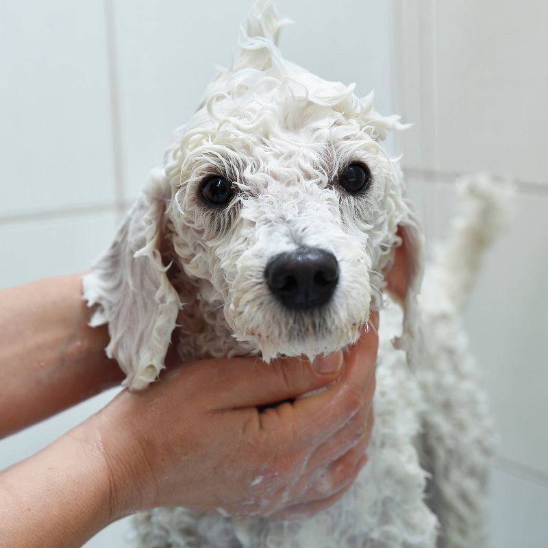 Wahl Pet Shampoo Whitening Brightening Formula White Pear - 24oz, 4 of 5