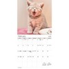 Trends International 2026 Cuddly Kittens 12"x12" Wall Calendar - 3 of 4