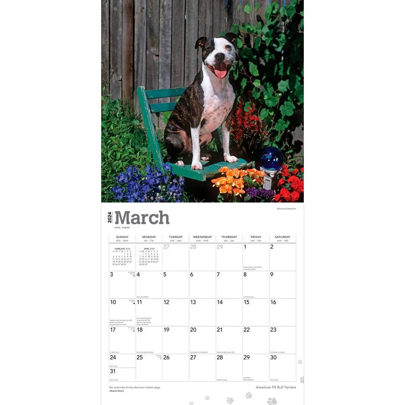 Browntrout 2024 Wall Calendar 12&#34;x12&#34; American Pit Bull Terriers, 3 of 5