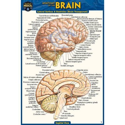 Anatomy of the Brain (Pocket-Sized Edition - 4x6 Inches) - 2nd Edition by  Vincent Perez (Poster)