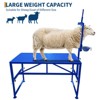 600 LBS Capacity Goat Stand with Feed Bin, Adjustable Goat Milking Stand, Metal Livestock Table for Grooming, Shearing and Milking - 4 of 4