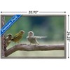 Trends International The Comedy Wildlife Photography Awards: Jacek Stankiewicz - Dispute Framed Wall Poster Prints - 3 of 4