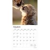 BrownTrout Baby Animals 2026 12"x24" Hanging Square Wall Calendar Plastic-Free - 3 of 4