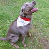 Pavilion Gift Company - It's My Birthday - 12" x 8" Canvas Slip on Pet Bandana - Pet Toy - 2 of 4