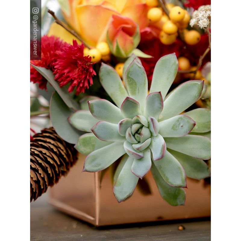 Gardener's Supply Company Rectangular Copper Plant Tray | 24" x 5" Leakproof Planting Pot for Houseplants & Succulents | Holiday Centerpiece Display, 2 of 6