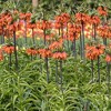 3ct Fritillaria Rubra Bulbs - Van Zyverden - 2 of 4