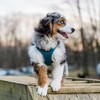 Voyager Step-In Air Dog Harness for Small and Medium Dogs - 4 of 4