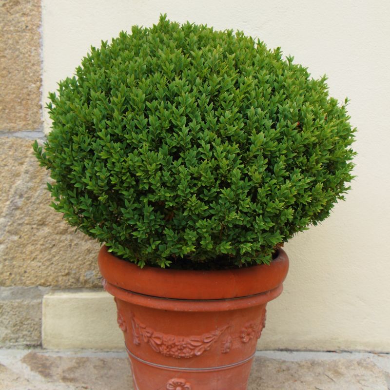 Boxwood 'Wintergreen' U.S.D.A. Hardiness Zones 4-9 Cottage Hill, 6 of 8
