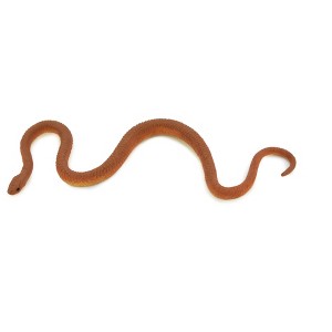 Collectible Wildlife Gifts | Snake, Taipan, Inland, Western, Rubber Reptile, Realistic Hand Painted,  Model,   Gift,       4"      F1760 B42 - 1 of 4