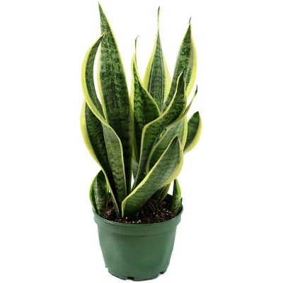 Snake Plant 'Laurentii' - National Plant Network