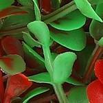 red dark green