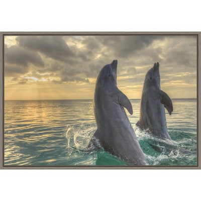 23" x 16" Dolphin Dance by Stuart Westmorland Danita Delimont Framed Canvas Wall Art - Amanti Art