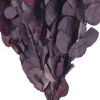 Vickerman Natural Botanicals 18-20" x 9" Eucalyptus Spiral, 100 grams per unit - 2 of 3