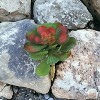 Floral Home 6.5" Green and Blue Aeonium - 12-Piece - 4 of 4