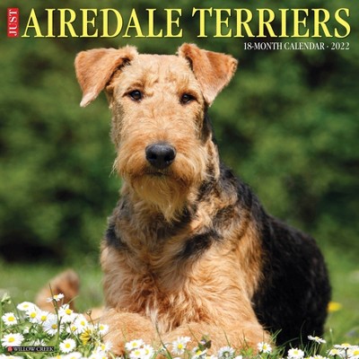 2022 Wall Calendar Just Airedale Terriers - Willow Creek Press