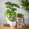 Sullivans 5", 7.5" & 8.25" Contoured Platform Planters Set of 3, White - 3 of 4