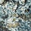 blue/multi