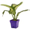 Mintra Garden - 6.75in Square Garden Pot - 4 of 4