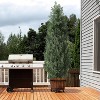 Set of 3FT Artificial Cedar Topiary Trees for Outdoors - Potted Fake Cypress Trees for Home Porch Decor - Faux Evergreen Plants for Front Door - 3 of 4