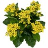 Allstate Floral 13.5" Kalanchoe Artificial Floral Bush - 3 of 4