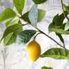 Park Hill Collection Lemon Tree in Plastic Pot - 4 of 4