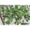Cesicia 8ft Tall Artificial Olive Tree With Natural Trunk And Lifelike Olive Leaves And Fruit, Decorative Plant For Living Room, Office, 1 Pc/Set - 4 of 4