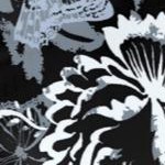 black butterfly bloom