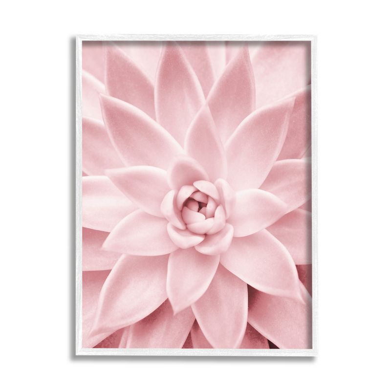 Pastel Pink Succulent Framed Canvas Print, 16 x 20