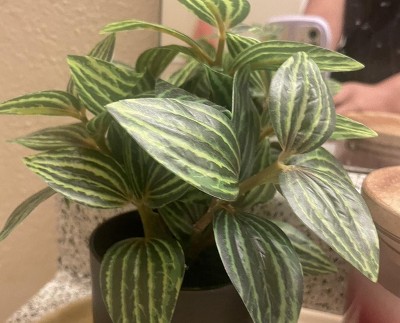 Guest review image 2 of 2, zoom in