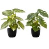 Artificial Plant, 13" Tall, Monstera Calthea, Indoor, Faux, Fake, Table, Greenery, Potted, Set Of 2, Decorative, Green Leaves, Black Pots - 2 of 4
