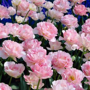 Van Zyverden 12ct Bulbs Tulips Angelique - 1 of 4