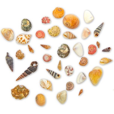 Juvale Tiny Craft Spiral Seashells for DIY Crafts, Home Decor (0.4-1 Inches, 180 Grams)