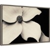 23" x 16" Dogwood Flower by Gary Horsfall Framed Canvas Wall Art - Amanti Art: Botanical Decor, Modern Style - 2 of 4