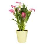 Live 5" Pink Calla Lily Houseplant - Spritz™