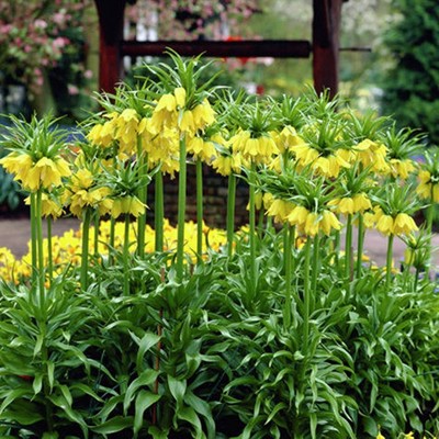 3ct Fritillaria Lutea Bulbs - Van Zyverden