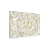 Trademark Fine Art -Cora Niele 'White Peony Flower' Canvas Art - 4 of 4